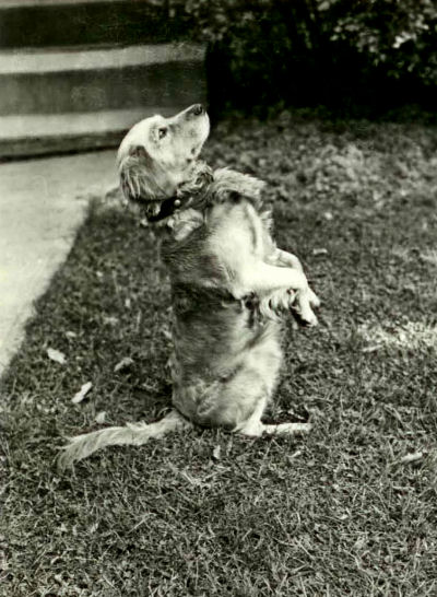 Cullison's dog, Tau 1944-1945